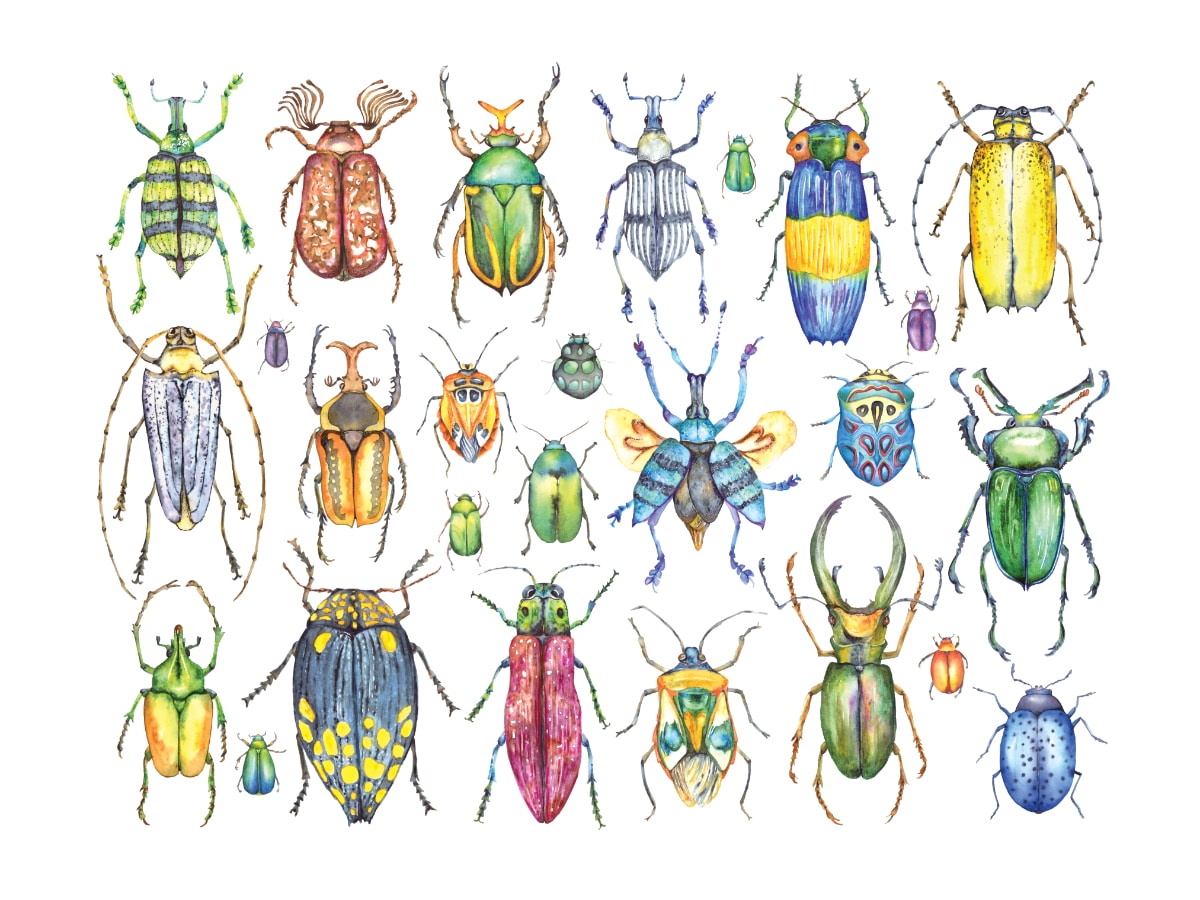 Coléoptères et Cie