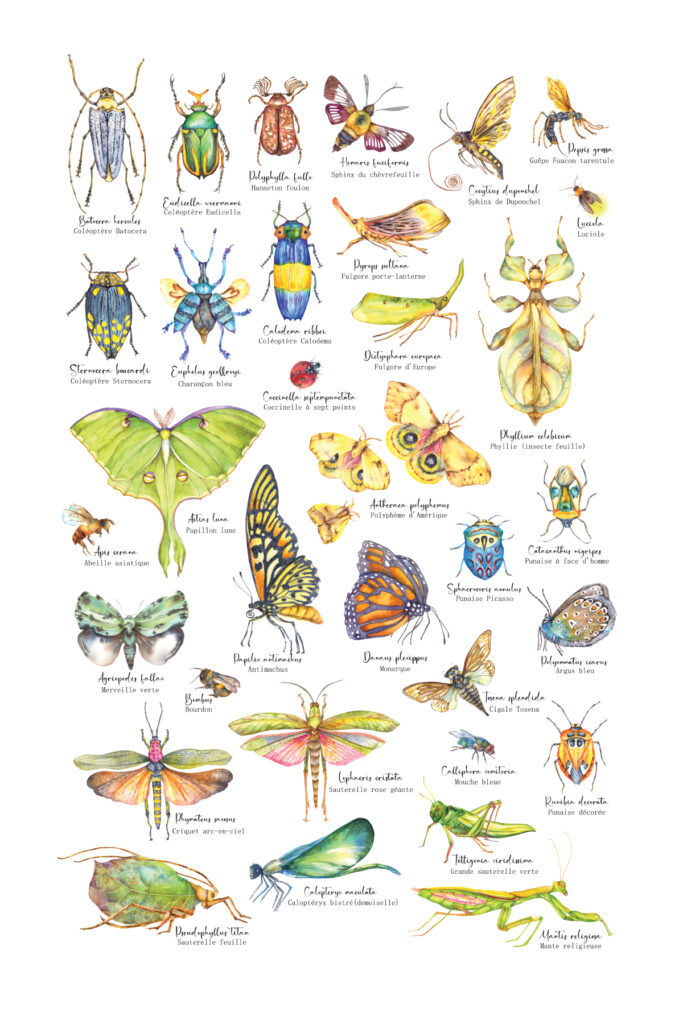 Collection entomologique, inspiration libre de l'artiste.
