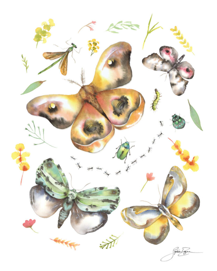 Affiche Les insectes