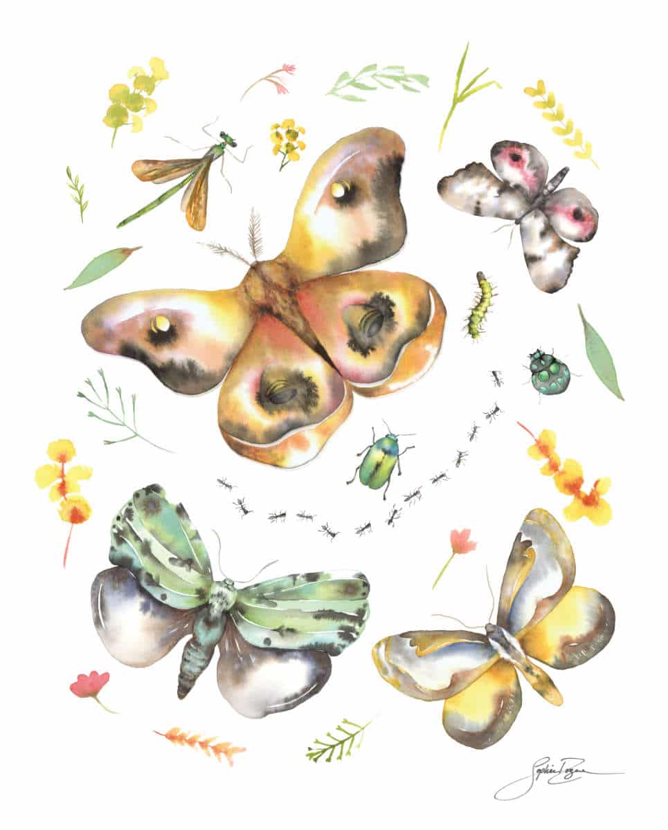 Affiche Les insectes