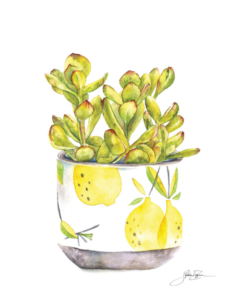 Affiche Crassula Ovata