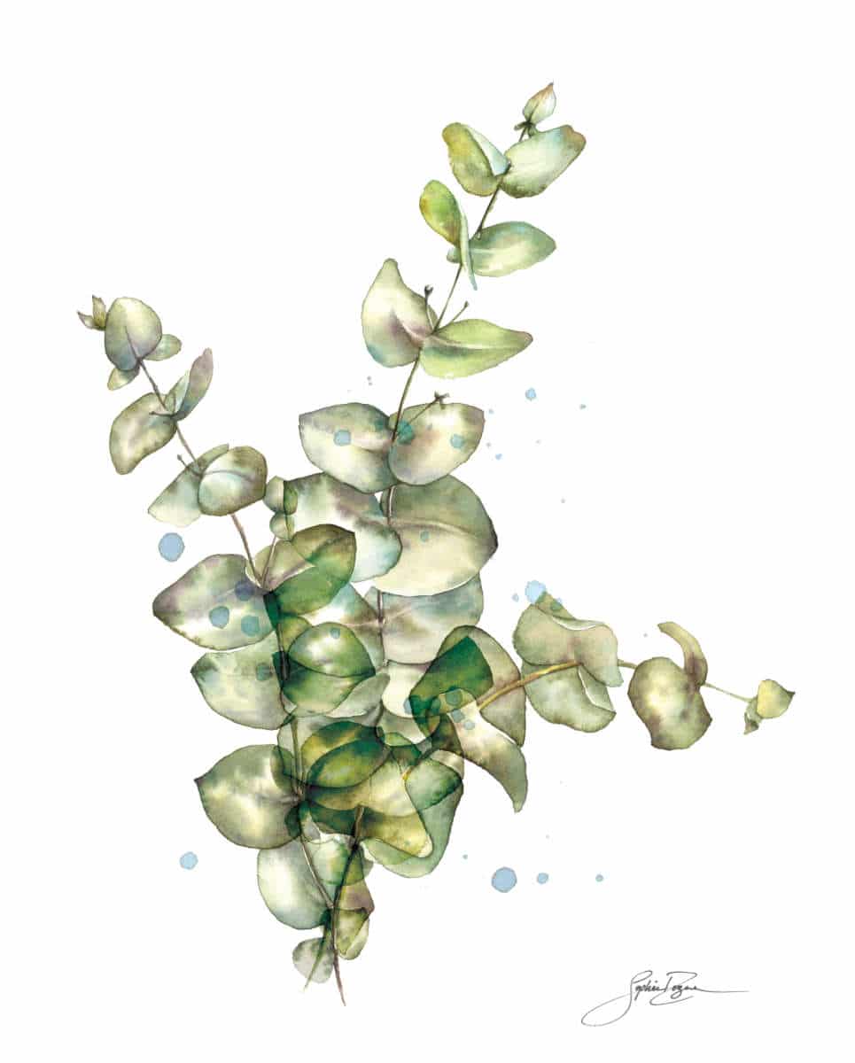 Affiche Eucalyptus
