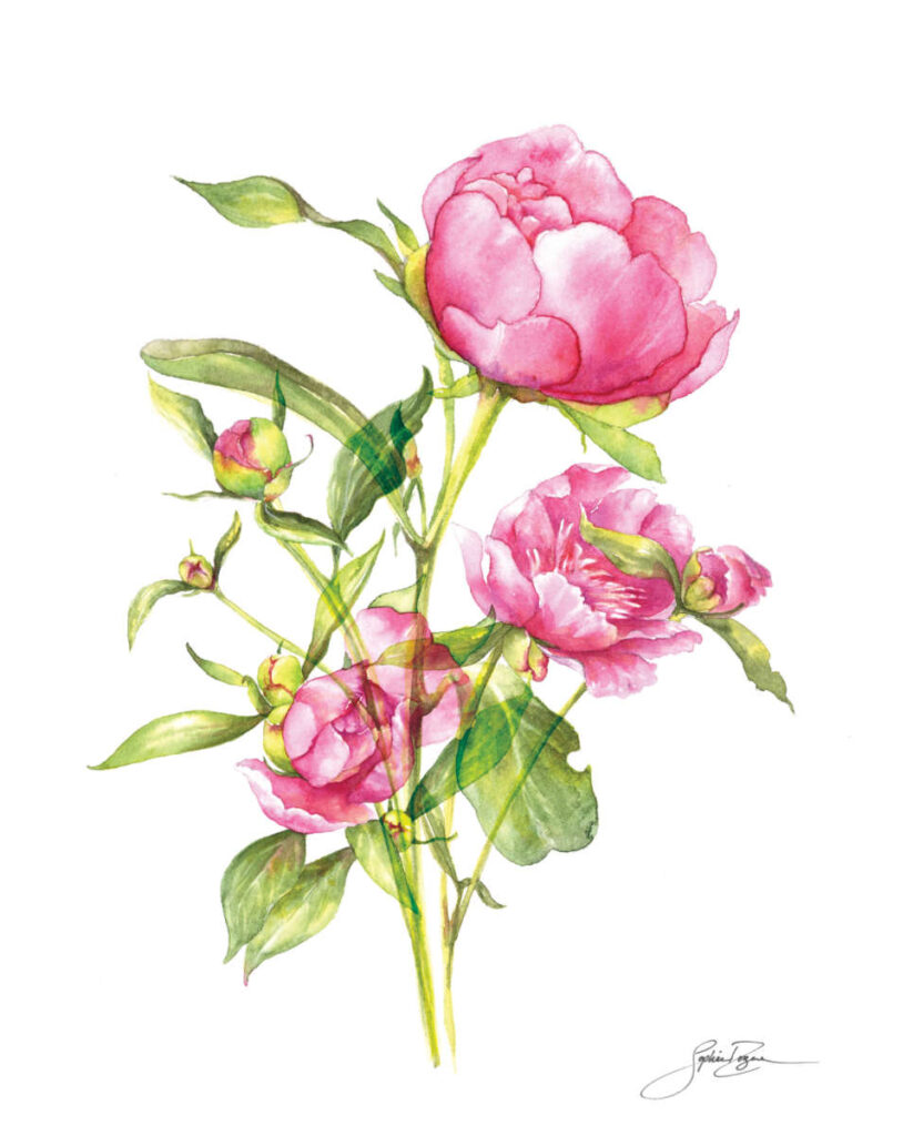 Affiche Les pivoines