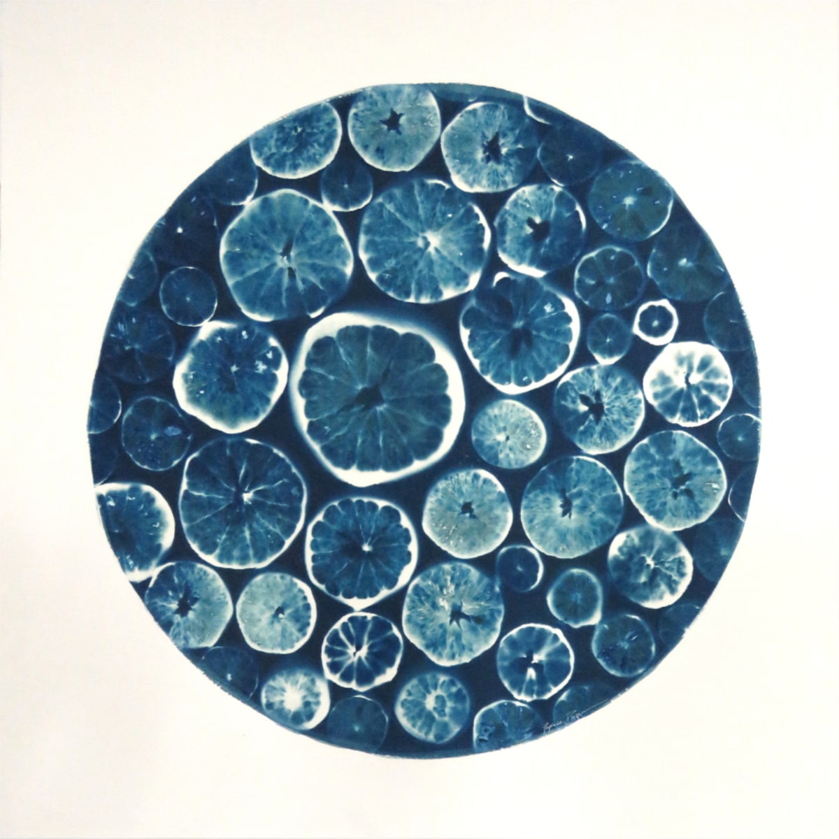 agrumes_citrus_spark