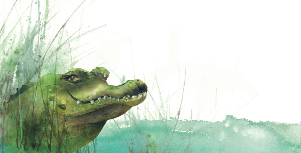 Arthur l’alligator