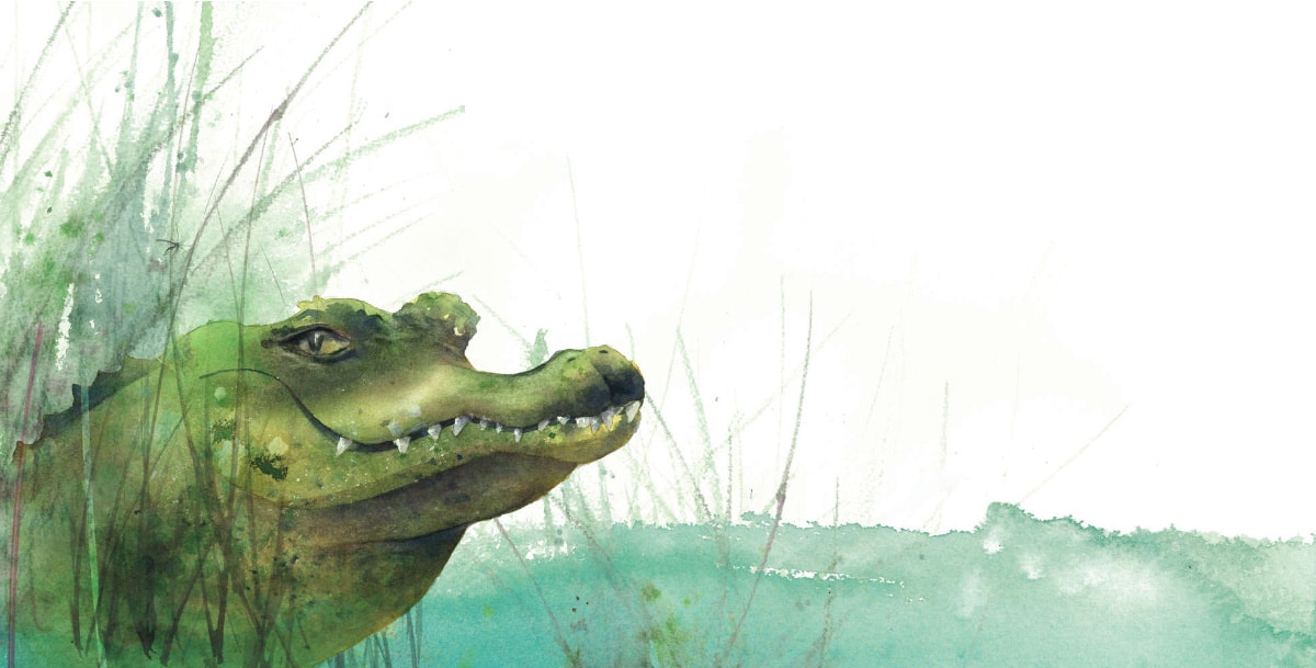 Arthur l’alligator