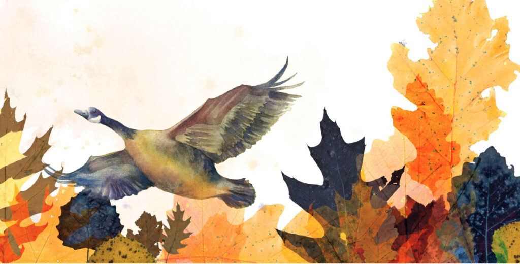 Béatrice la bernache