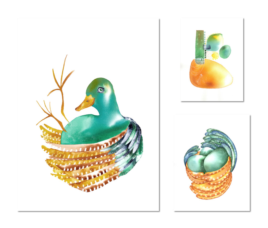 Drôles d'oiseaux Canard maladroit - Anas inconcinna