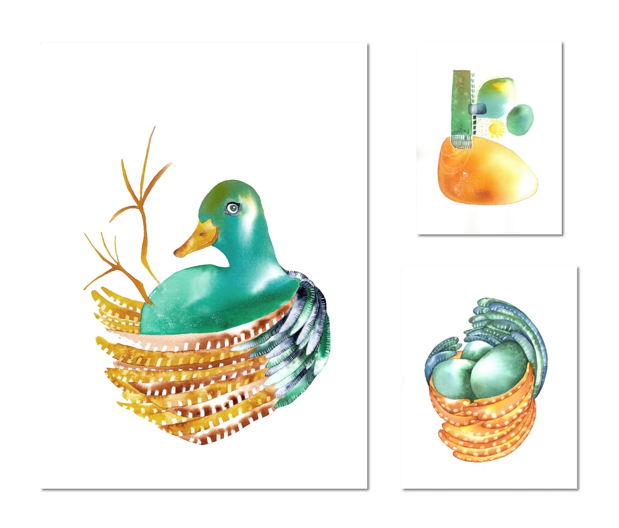 Drôles d'oiseaux Canard maladroit - Anas inconcinna