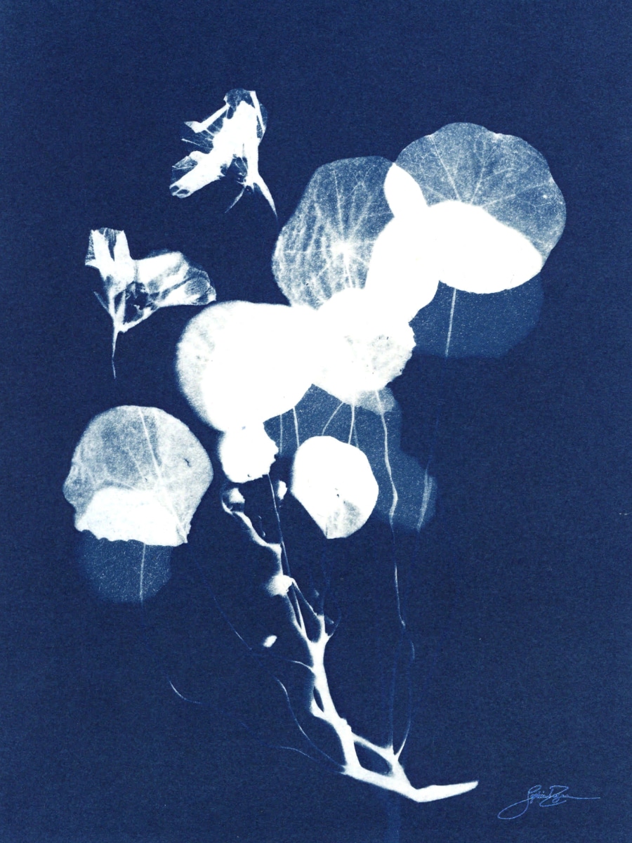 Capucine — Bouquet III