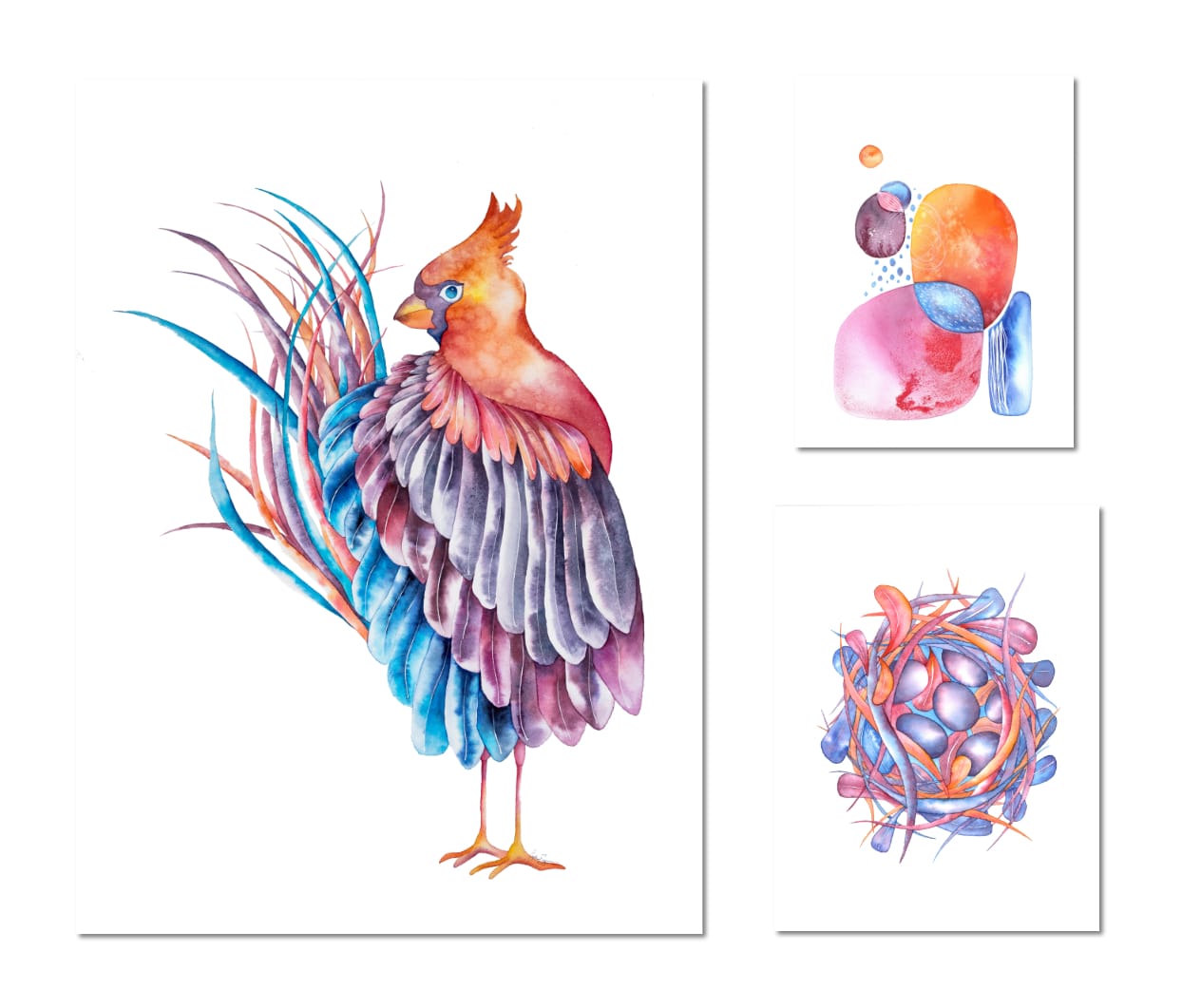 Drôles d'oiseaux Cardinal flamboyant - Cardinalis ardens