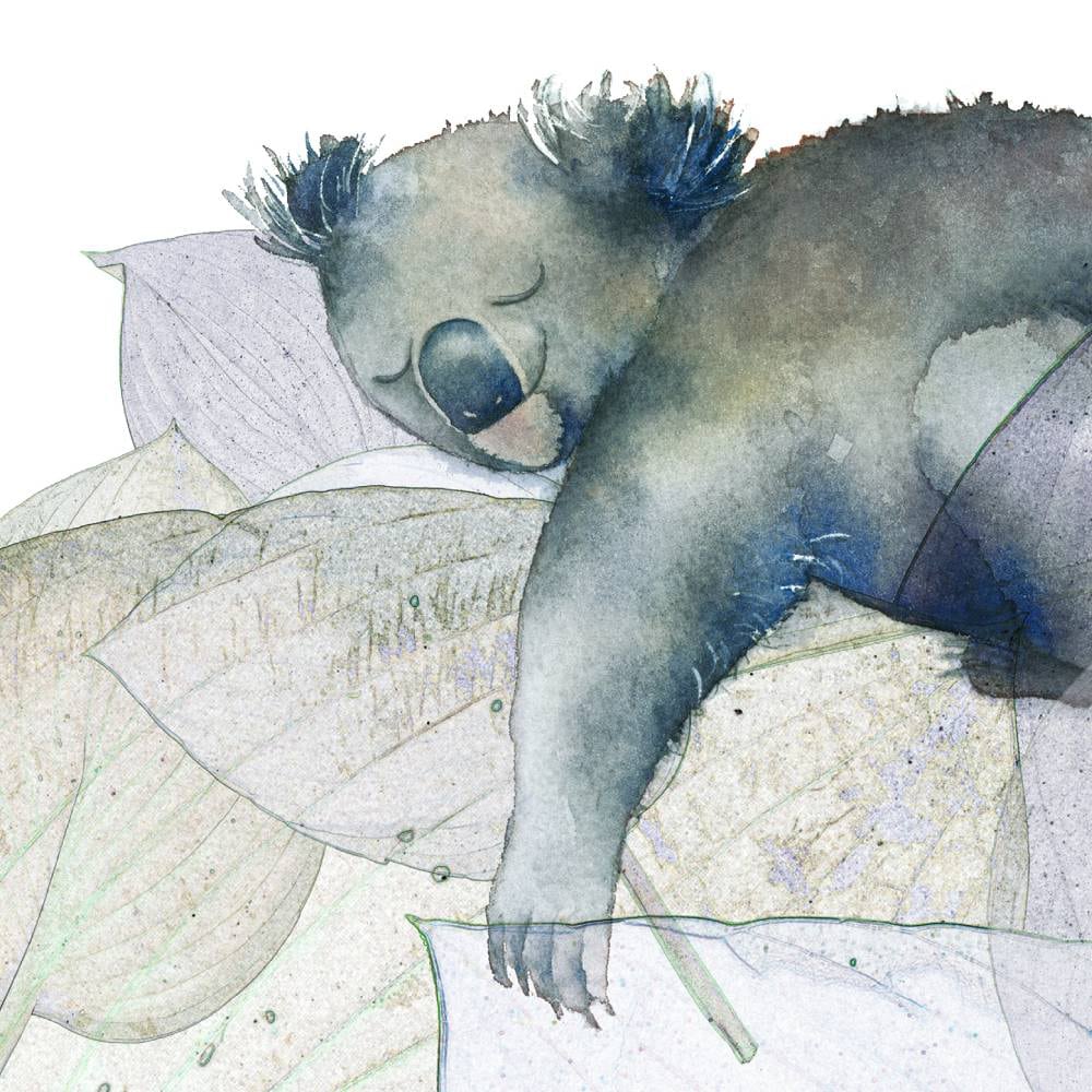 Carte Karim le koala