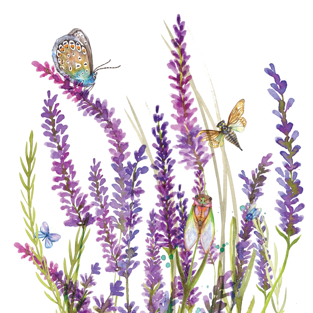 Cartes Cigales et cie