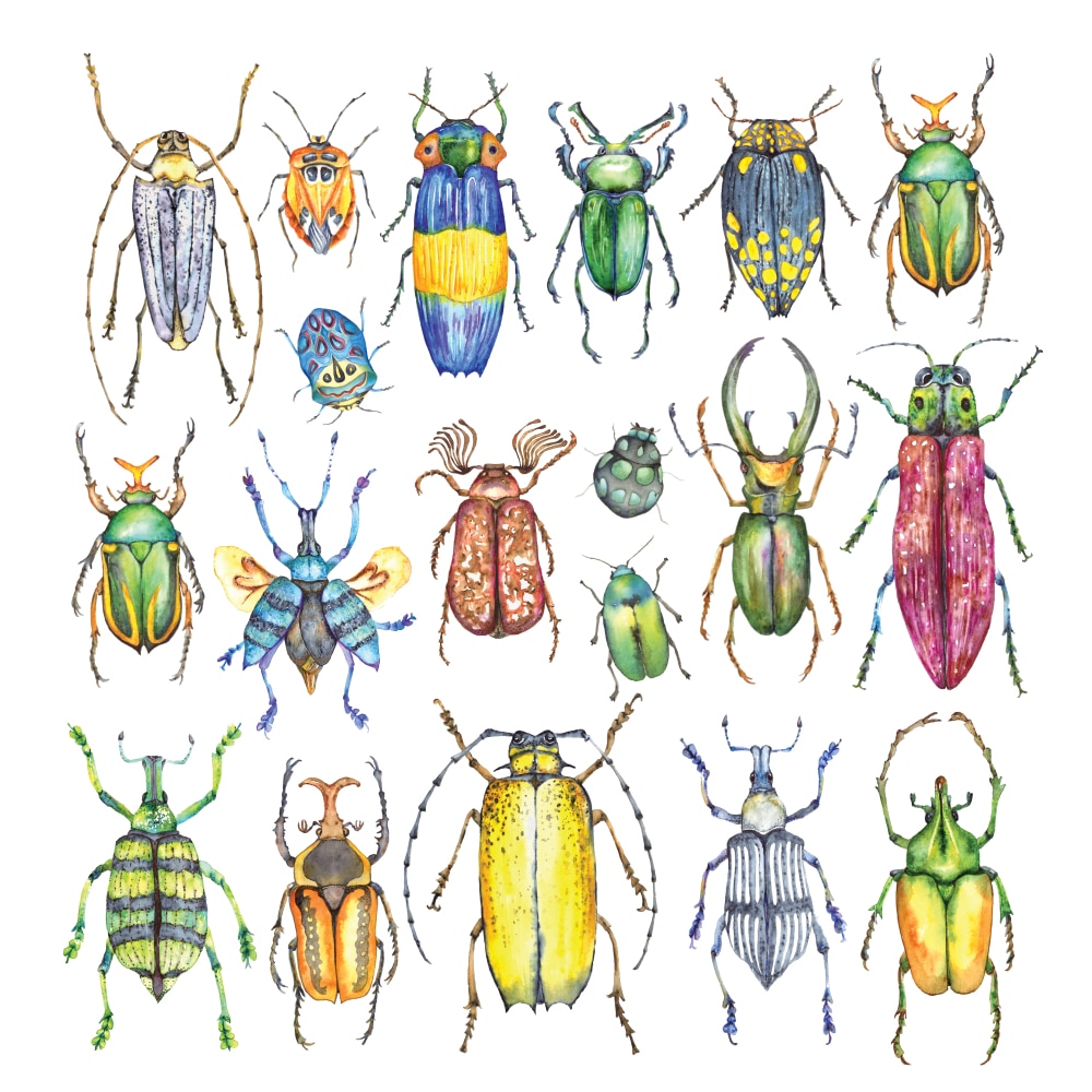 Carte Coléoptères et cie