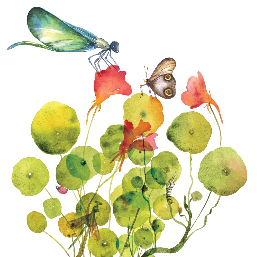 Carte Libellules et cie