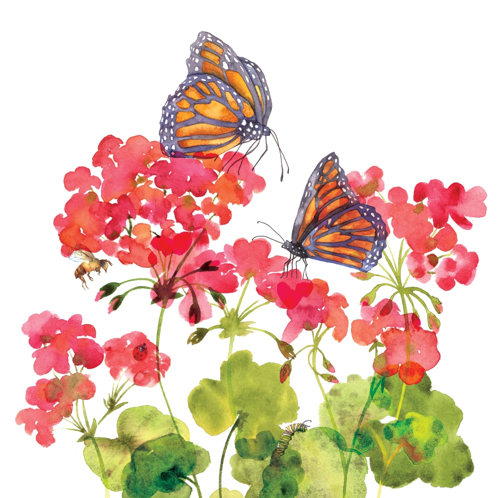 Carte Monarques et cie