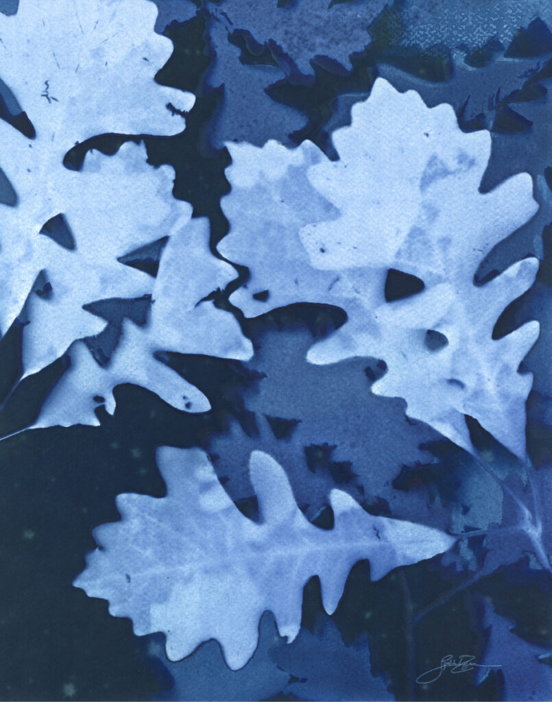 Chêne — Nocturne I