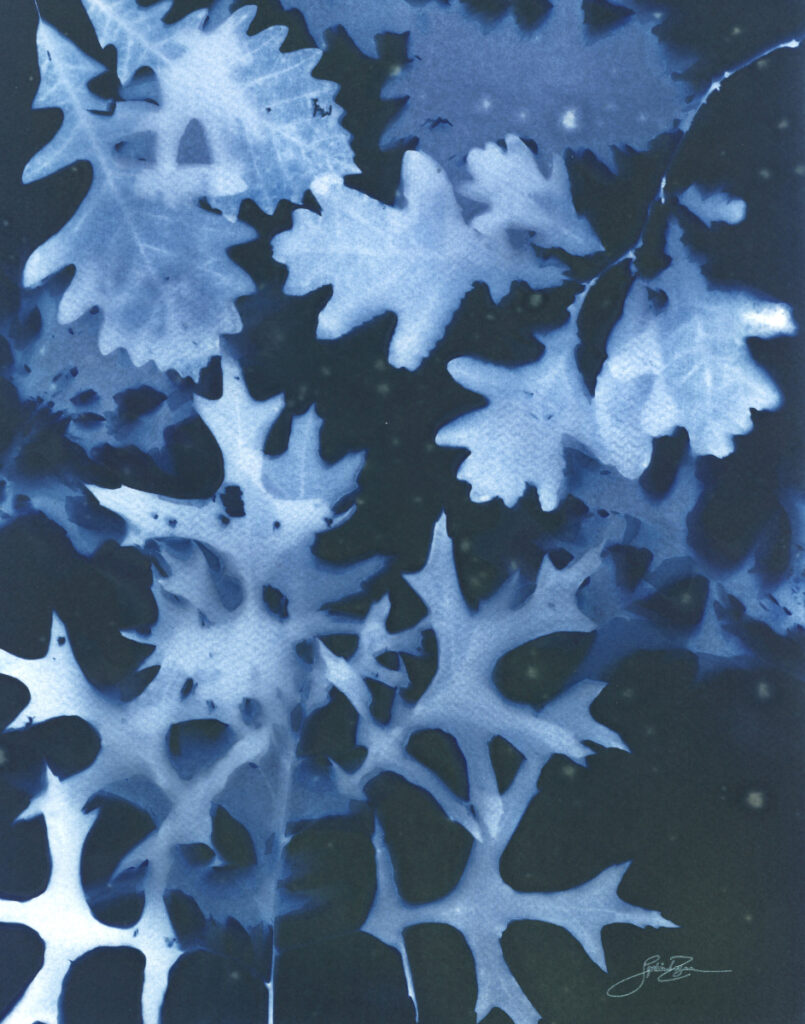 Chêne — Nocturne IV