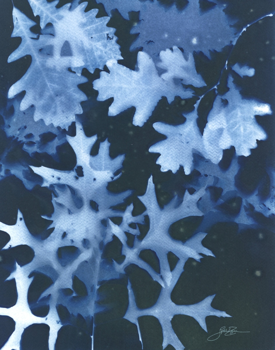 Chêne — Nocturne IV