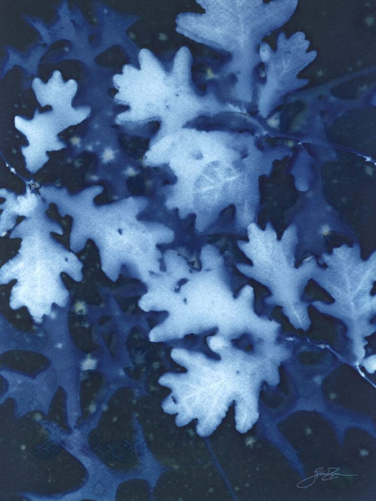 Chêne — Nocturne V