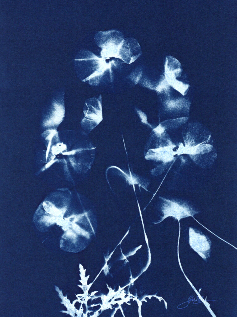 Coquelicot — Bouquet I