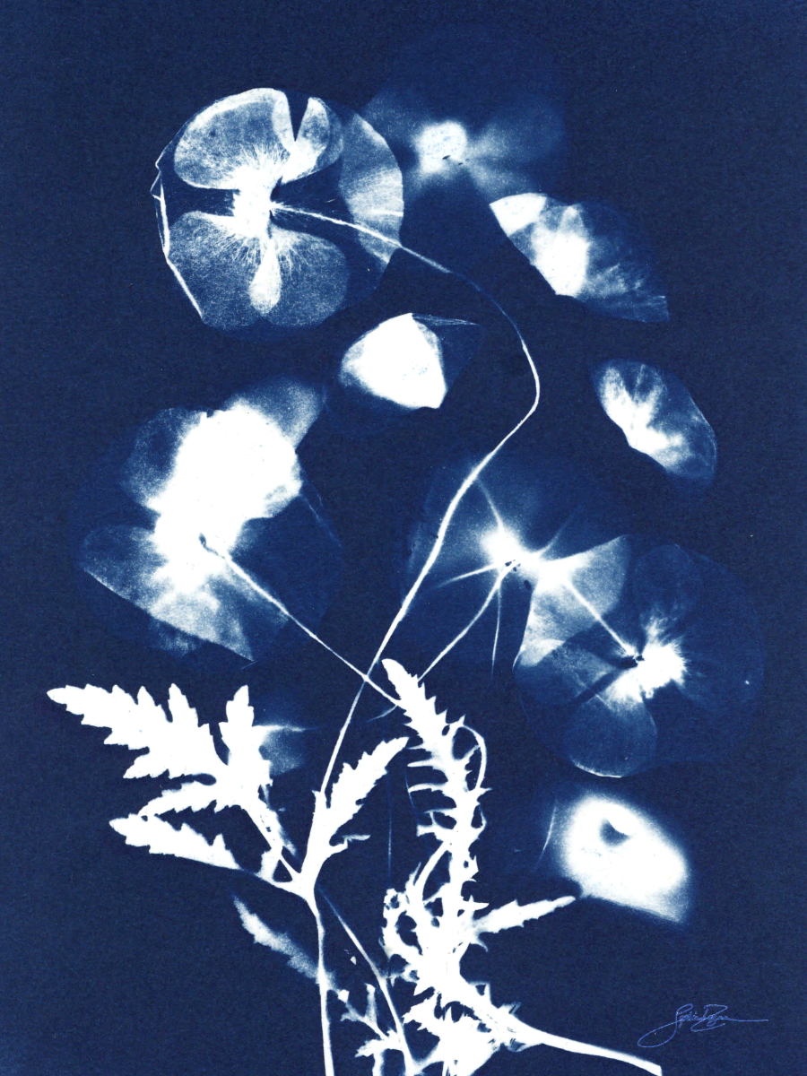 Coquelicot — Bouquet II