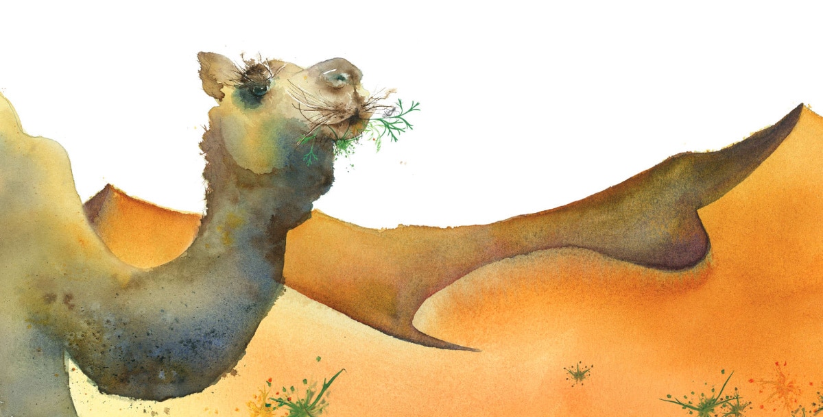 Dorian le dromadaire