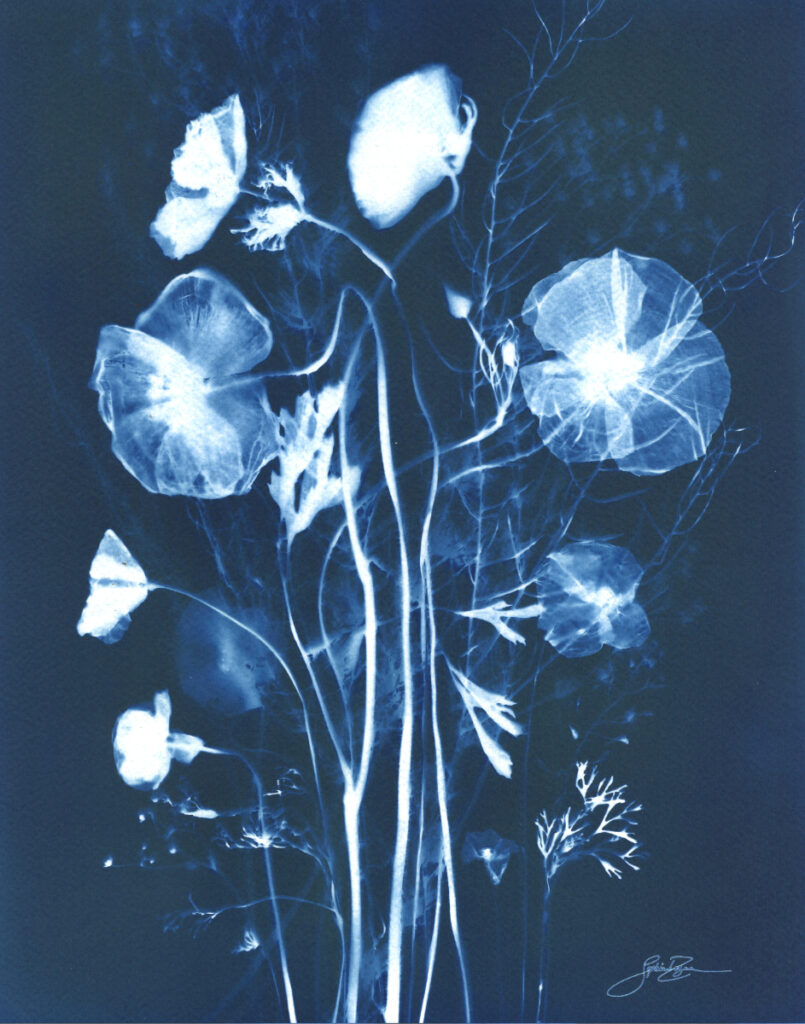 Fleurs des champs — Légèreté