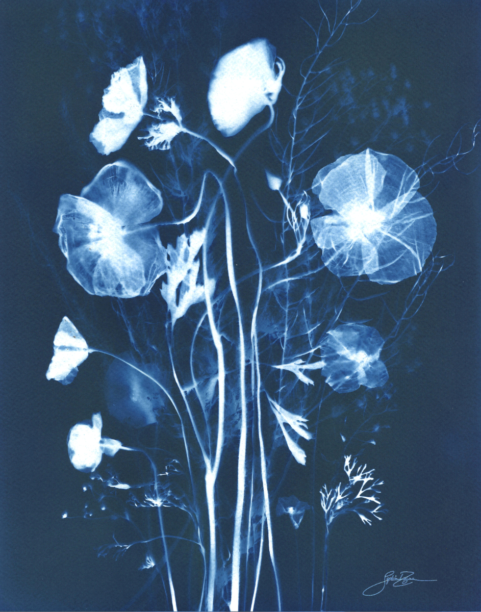 Fleurs des champs — Légèreté