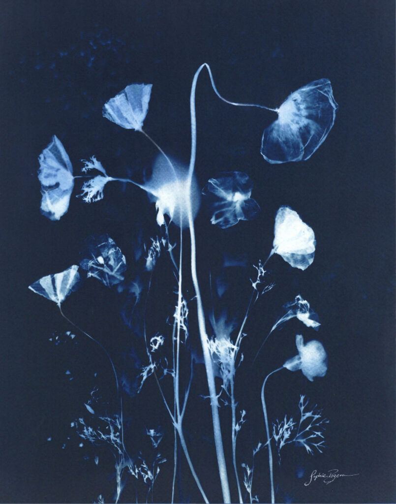 Fleurs des champs — Lueur