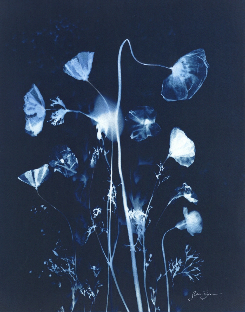 Fleurs des champs — Lueur