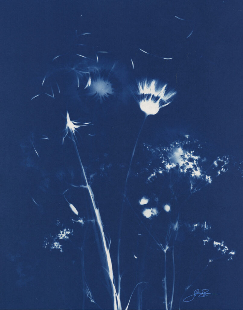 Fleurs des champs — Murmure II