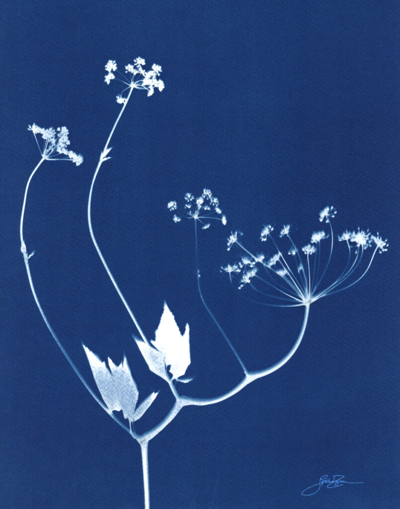 Fleurs des champs — Trace I