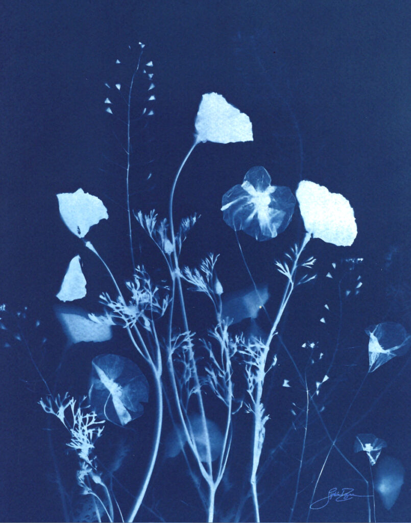 Fleurs des champs — Trace II