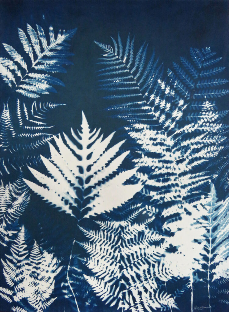Fougère — Sérénité