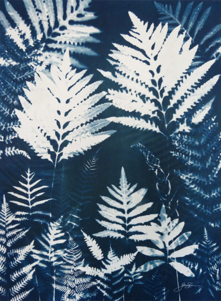 Fougère — Tranquillité