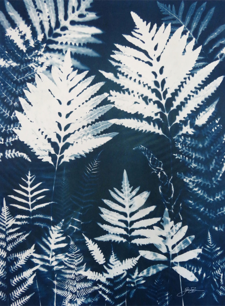 Fougère — Tranquillité