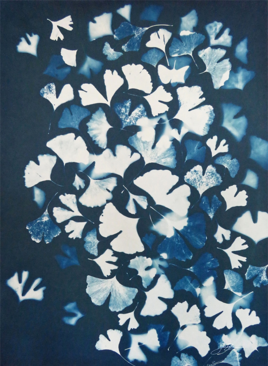 Ginkgo — Longévité