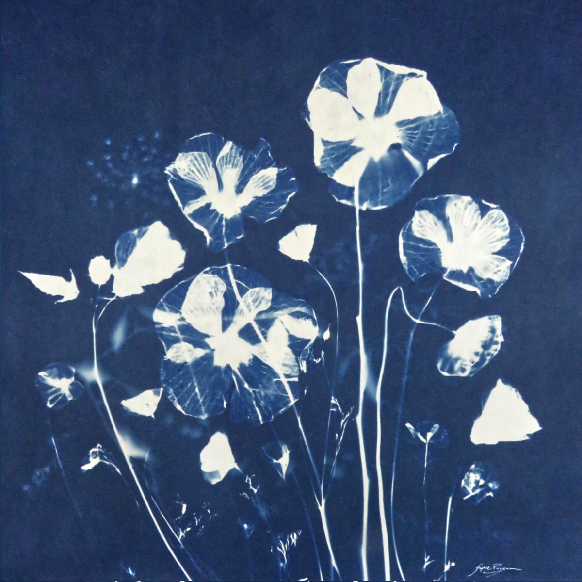 Hibiscus — Souffle