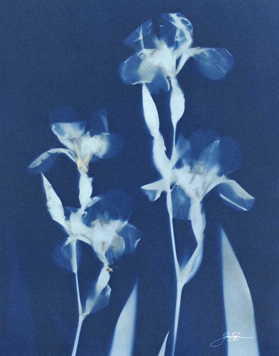 Iris — Bouquet I