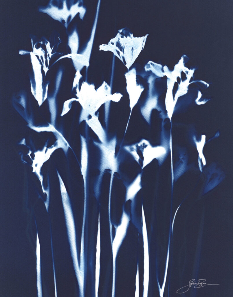 Iris — Bouquet II