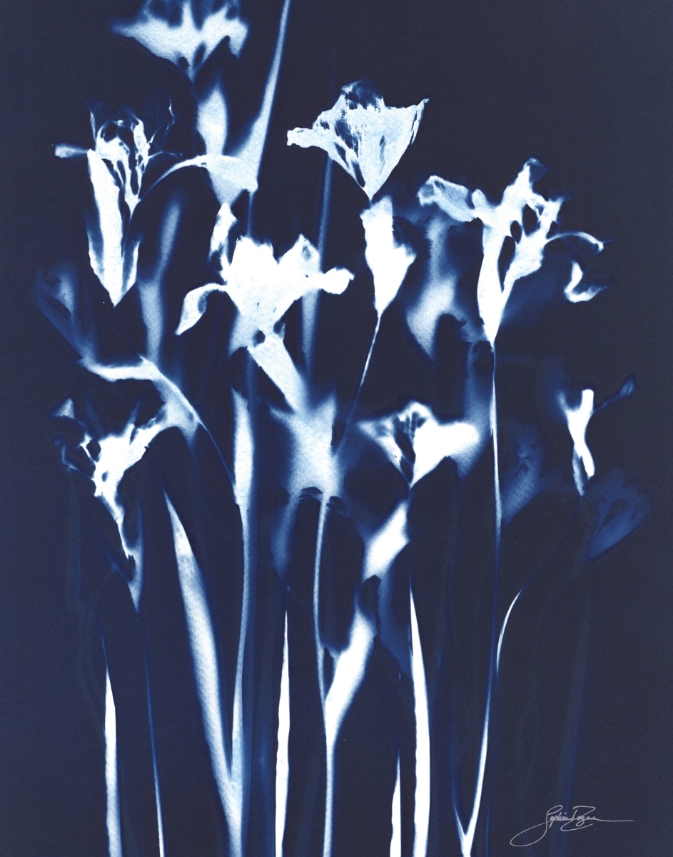 Iris — Bouquet II