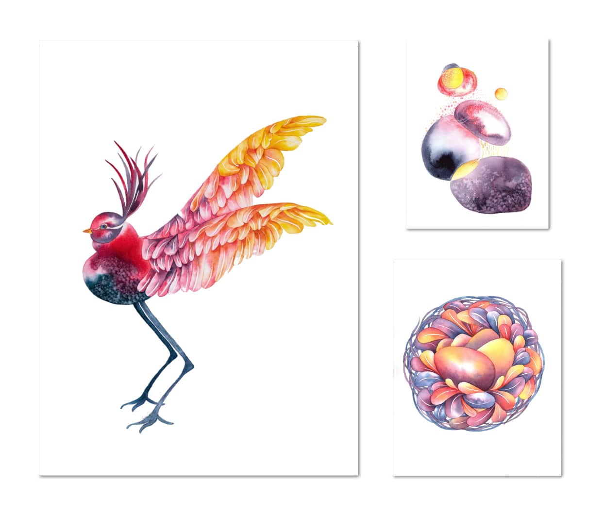 Drôles d'oiseaux Mésange élégante - Aegithus venustus