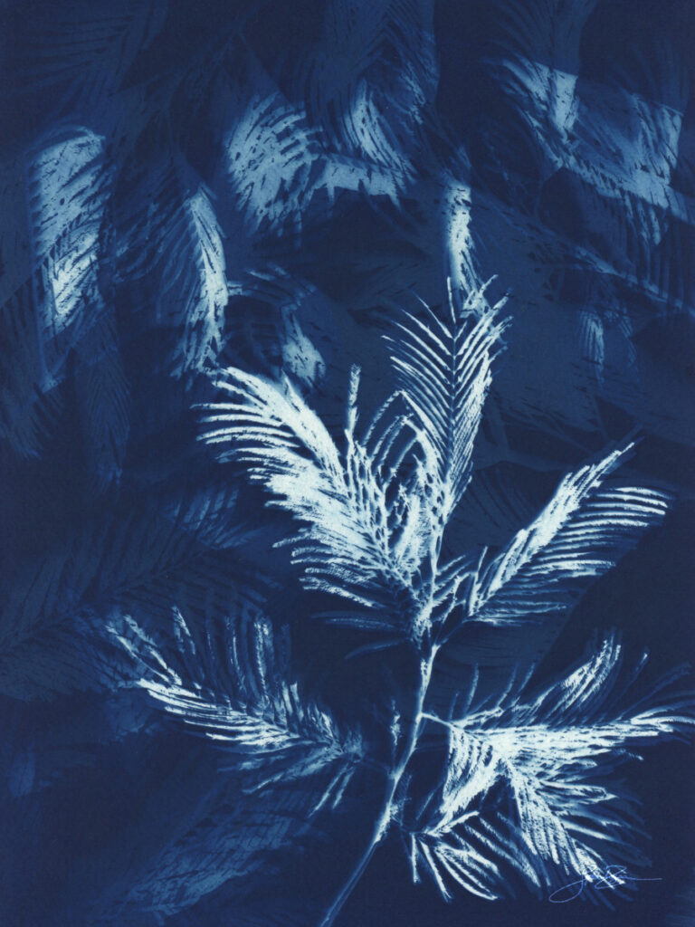 Mimosa — Tissage éphémère II