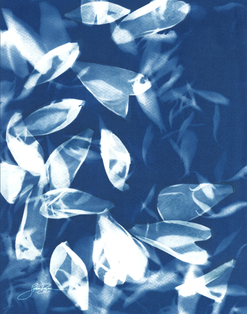 Pivoine — Pluie de pétales I