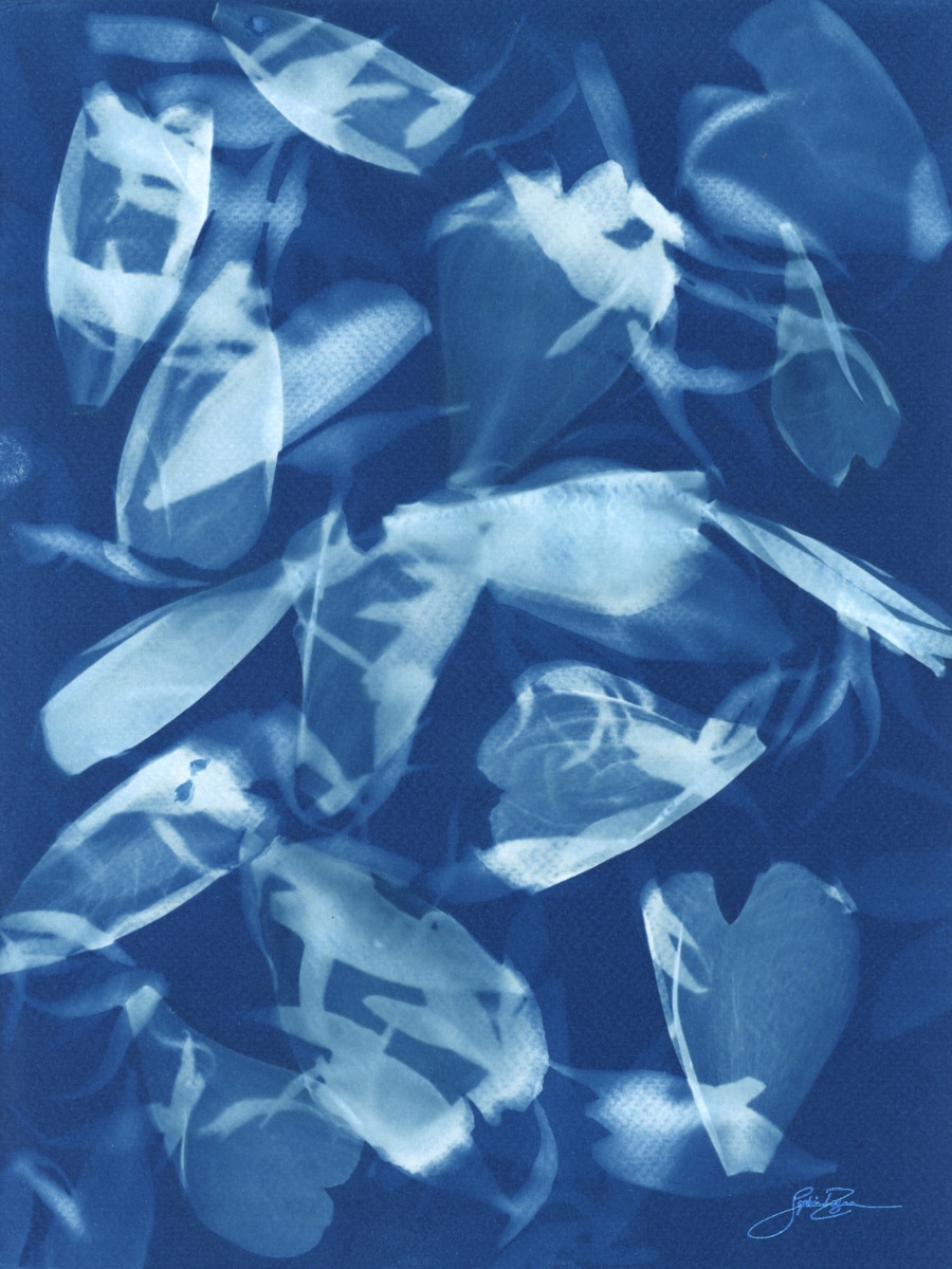 Pivoine — Pluie de pétales II