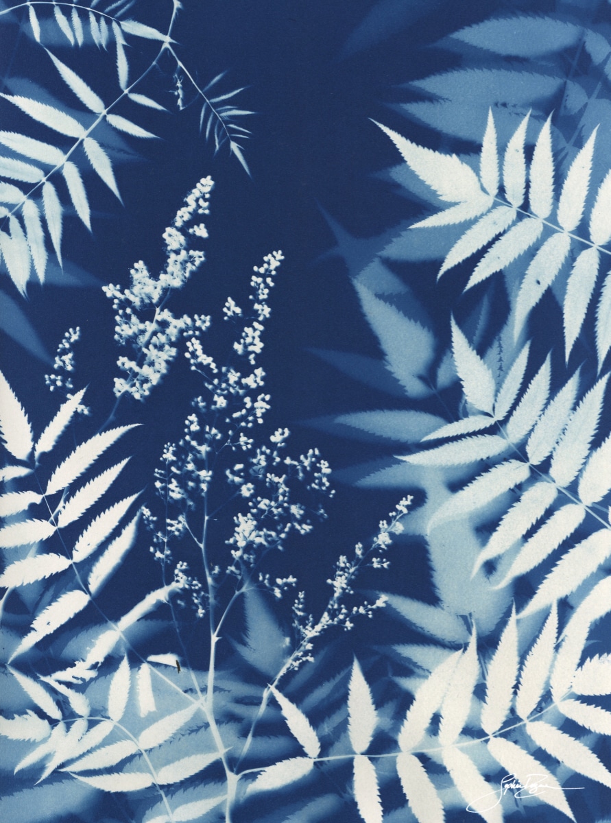 Sorbaria — Abondance