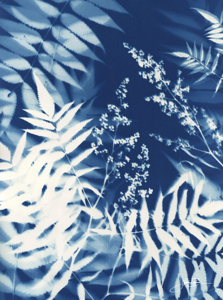 Sorbaria — Plénitude