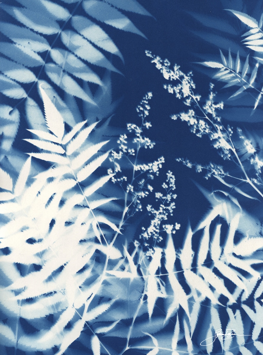 Sorbaria — Plénitude