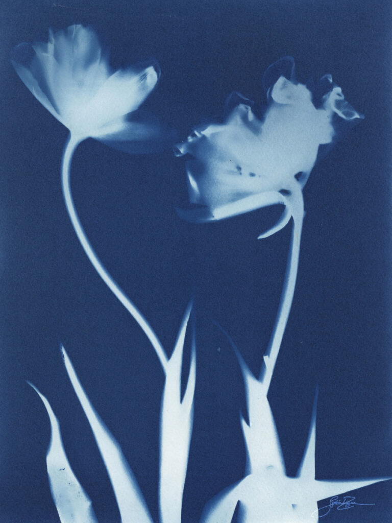 Tulipe — Bouquet I